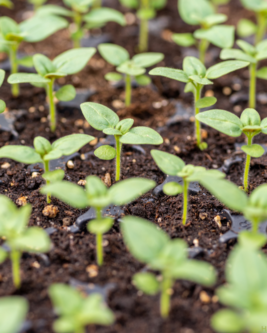 Annual Bloom Pack- Grow Your Own