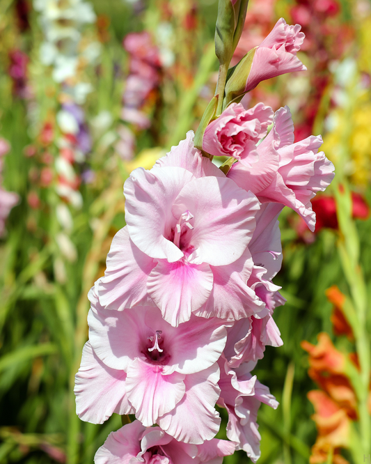 The Ultimate Bloom Bundle- Grow Your Own