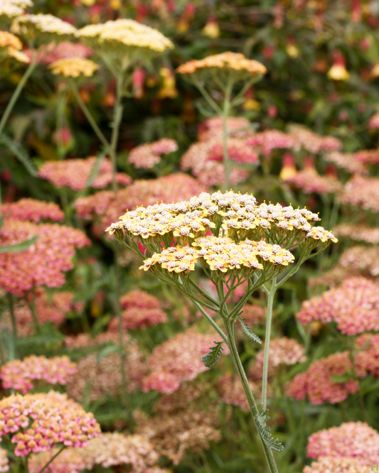 Perennial Starter Pack- Grow Your Own