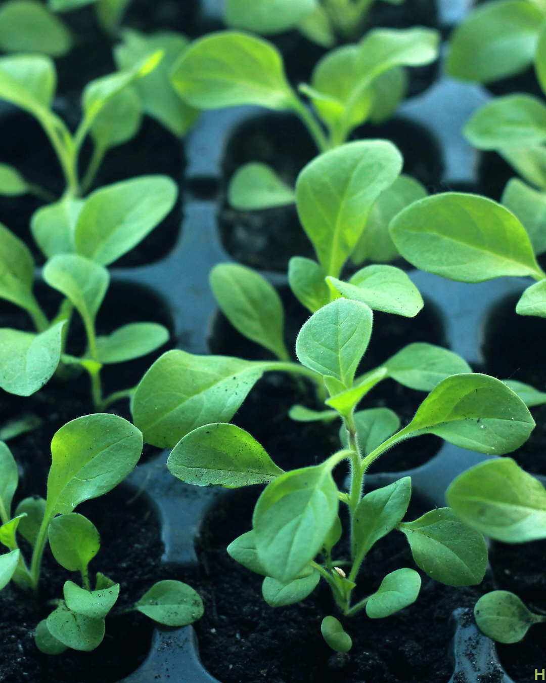 The Ultimate Bloom Bundle- Grow Your Own