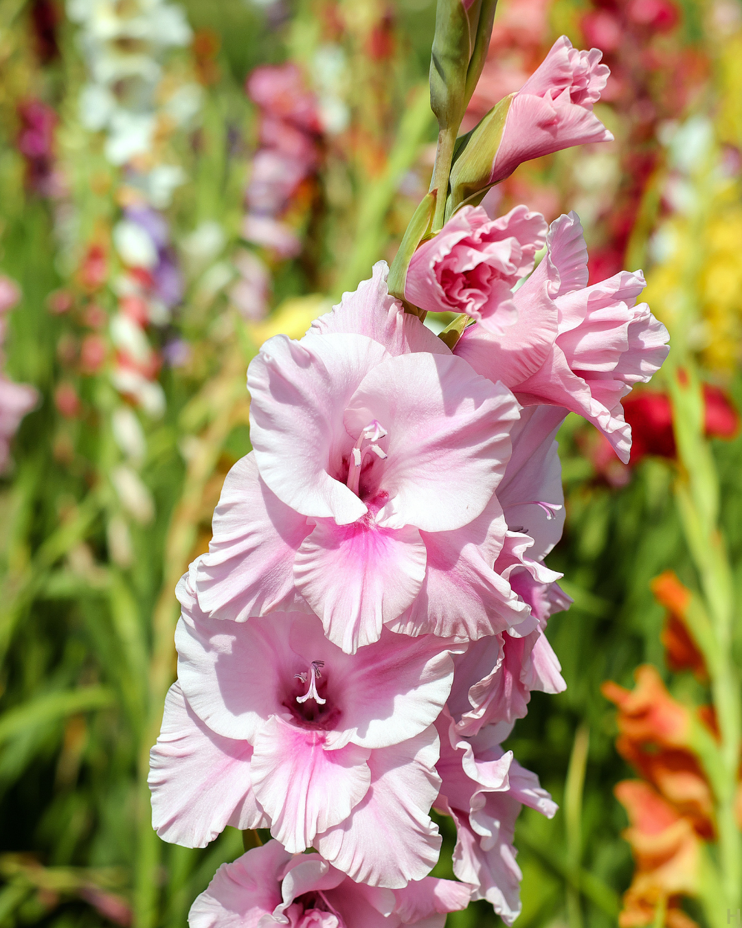 Bulb and Tuber bundle- Grow Your Own