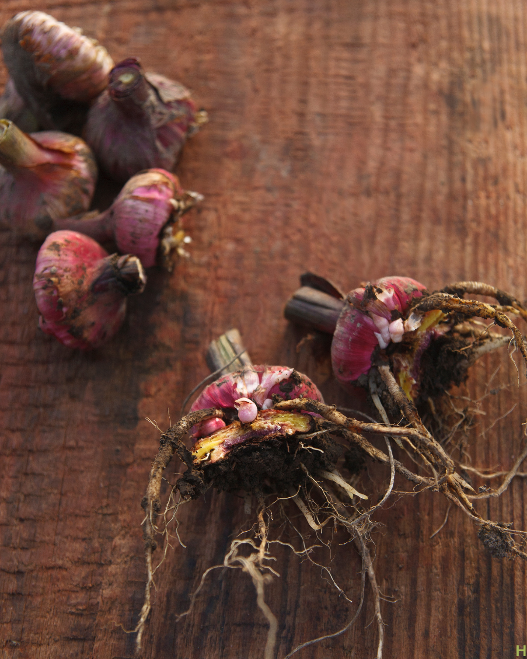 Bulb and Tuber bundle- Grow Your Own