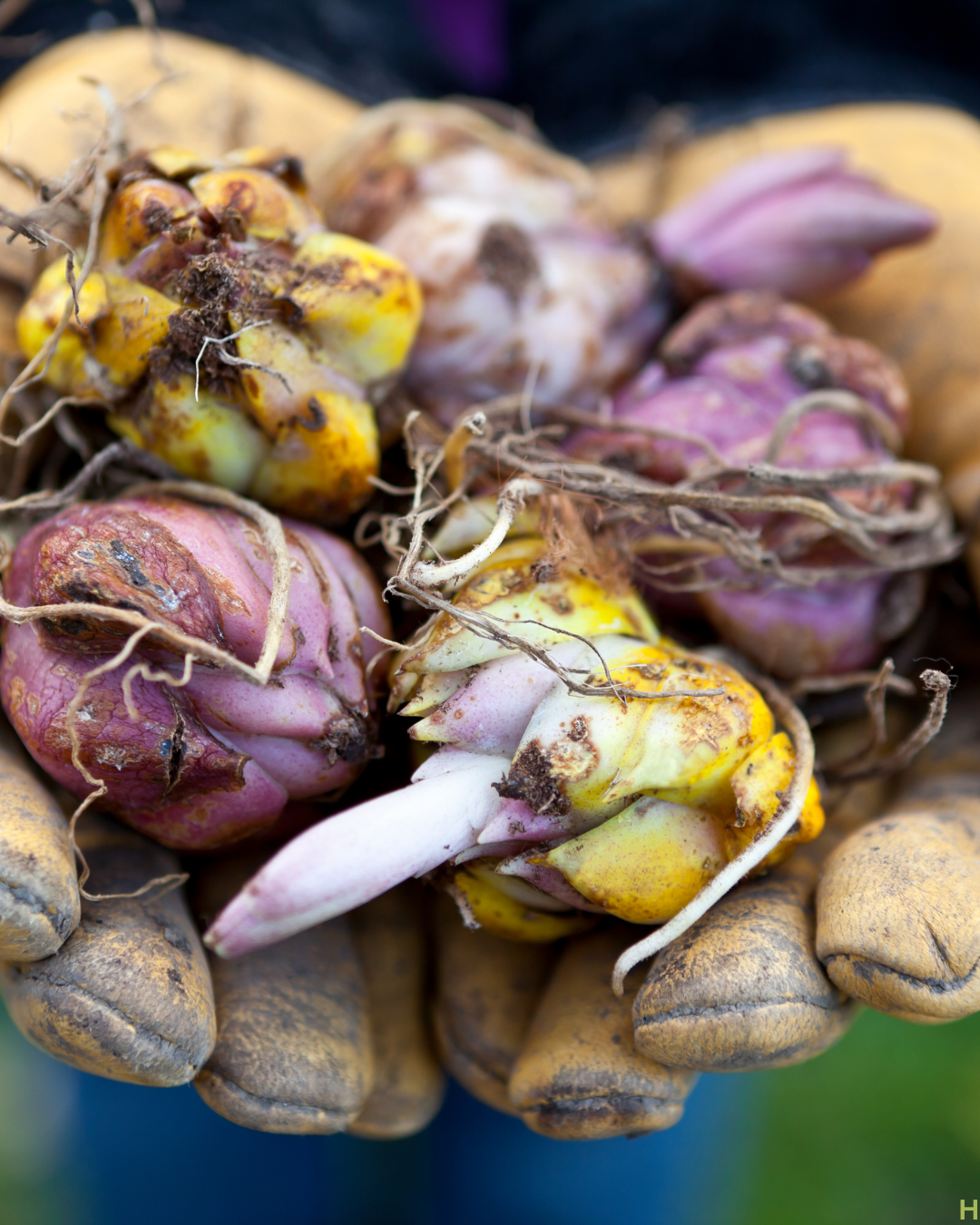 Bulb and Tuber bundle- Grow Your Own