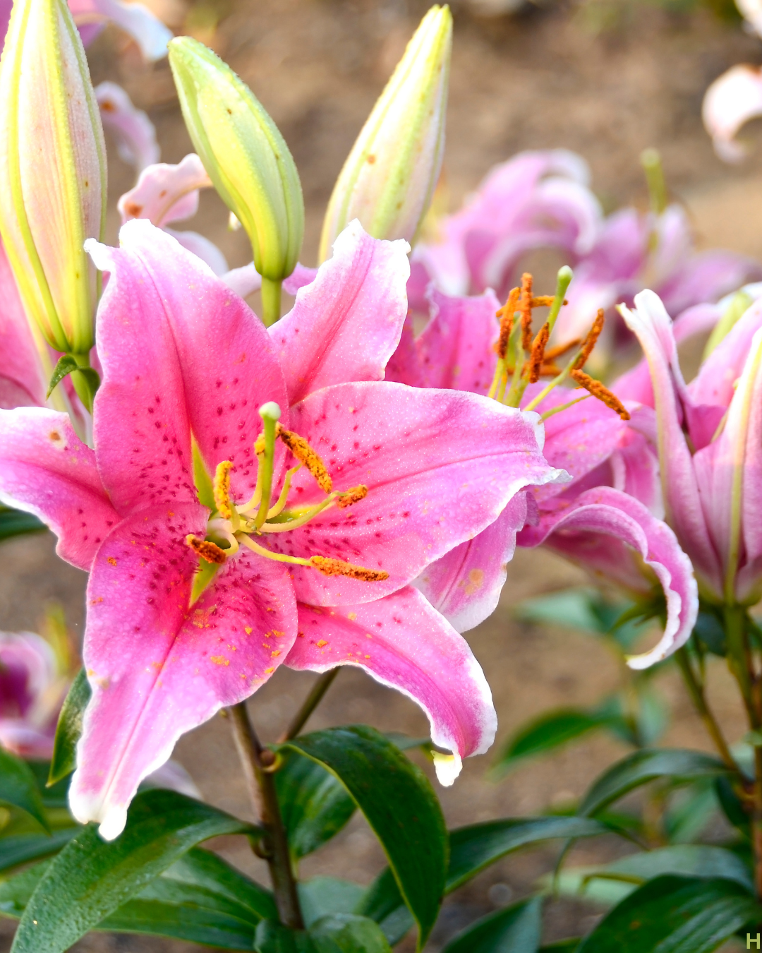 Bulb and Tuber bundle- Grow Your Own